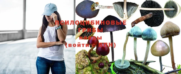 сатива Абинск